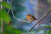 Robins