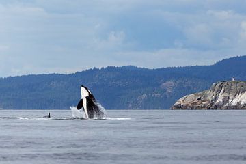 Jumping Orca or killer whale by Menno Schaefer
