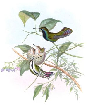 De mango, John Gould van Hummingbirds