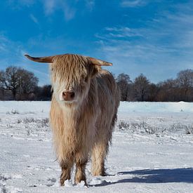 Vache Highland en hiver (3 de 3) sur Hans Stuurman