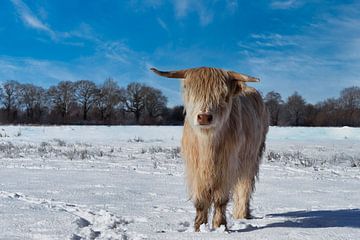 Highland cow in winter (3 van 3) van Hans Stuurman