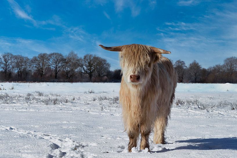 Highland cow in winter (3 of 3) by Hans Stuurman