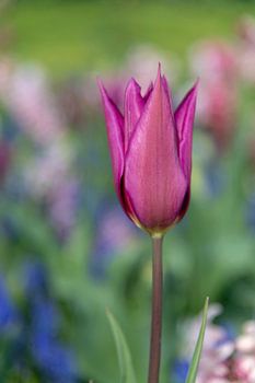 Close up van een donkerbruine tulp
