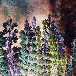 LUPINES MAGIQUES no2-Q sur Pia Schneider