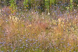 Beautiful pioneer plants in an area of nature development by Natuurpracht   Kees Doornenbal