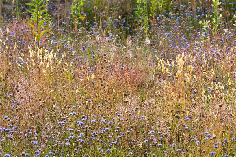 Beautiful pioneer plants in an area of nature development by Natuurpracht   Kees Doornenbal