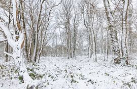 De Strubben-Kniphorstbosch - Schipborg - Drenthe (Netherlands) by Marcel Kerdijk
