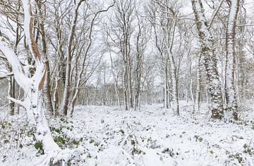 De Strubben-Kniphorstbosch - Schipborg - Drenthe (Niederlande) von Marcel Kerdijk