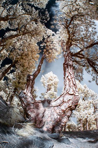 Een bos op het eiland La Palma
