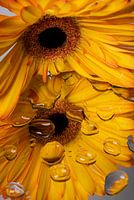 Yellow Gerbera looks at mirror image (with drops)