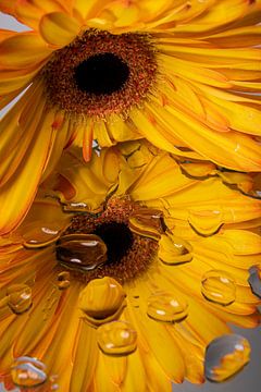 Yellow Gerbera looks at mirror image (with drops)