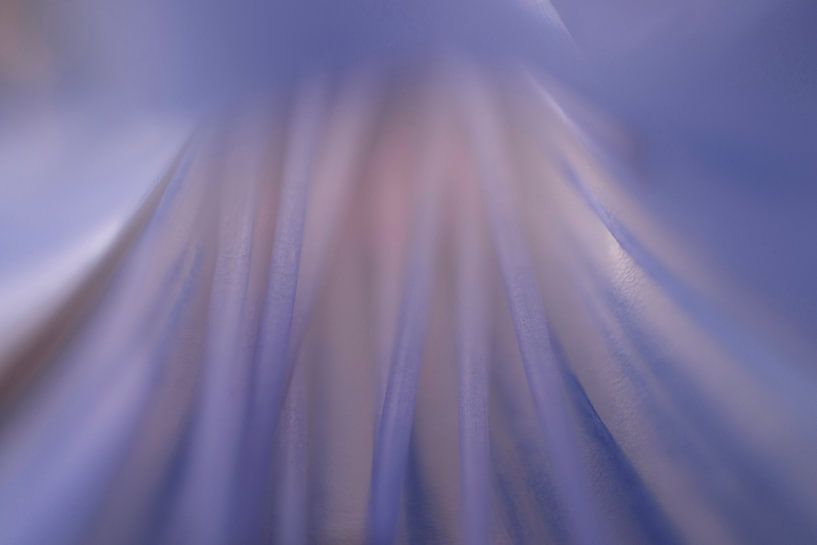 Blauwen agapanthus von Barbara Brolsma