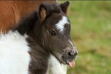 Shetlandpony von Wybrich Warns