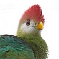 Dindon à queue rouge