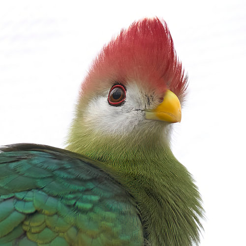 red crested turaco