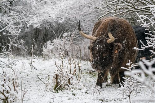 Galloway in the snow