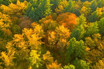 Herbstwald mit bunten Blättern von oben gesehen