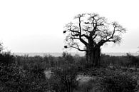 Typische Afrikaanse boom met dikke stam, zwartwit par Vera Boels Aperçu