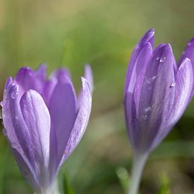 Blühende lila Krokusblüten von Ulrike Leone