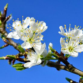 Witte perenbloesem van Corinne Welp