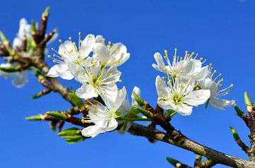 White pear blossom by Corinne Welp