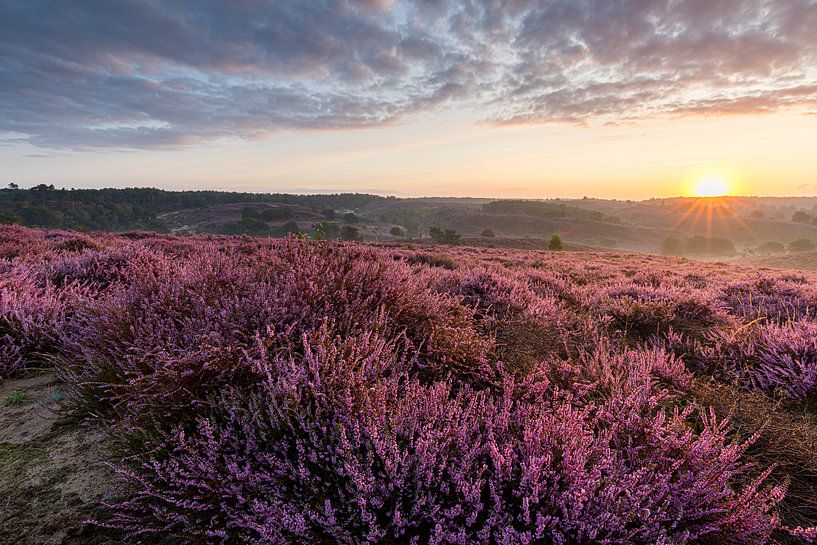 Posbank - Gouden uurtje van Leo Kramp Fotografie