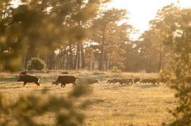 Wildschweinfamilie im Abendlicht von Judith Noorlandt