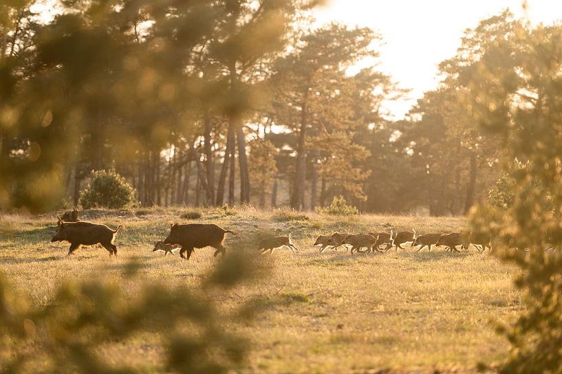 Sanglier familial dans la lumière du soir par Judith Noorlandt