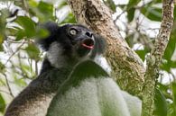 De zingende Indri Indri. van Tim Link thumbnail