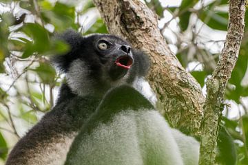 Der singende Indri Indri. von Tim Link