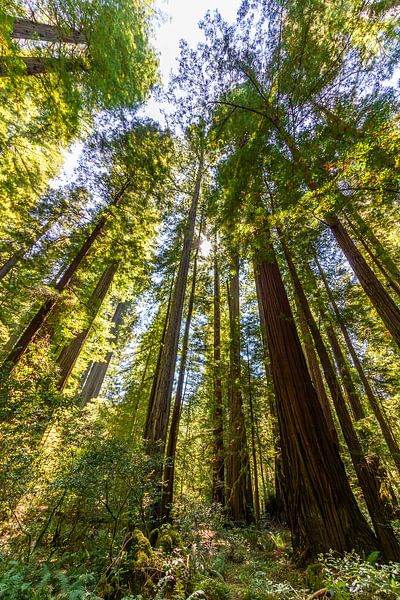 Redwoods von Stefan Swiontek