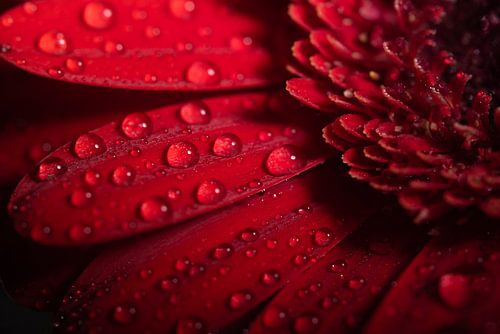 Druppels op het bloemblad van  de rode Gerbera