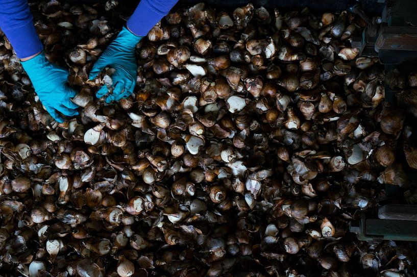 Bulbs Life by Greetje Heemskerk