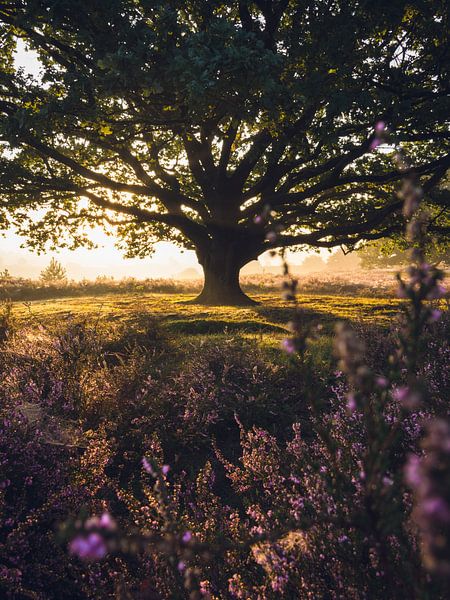 Sonnenaufgang Eichenbaum Veluwe von Wahid Fayumzadah