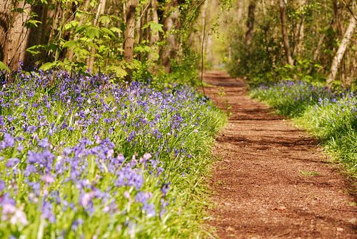 Sentier pédestre à 't Wildrijk, Sint Maartenszee
