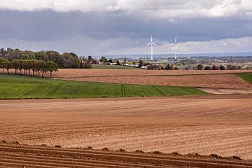 Houx sur Rob Boon