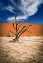 Deadvlei in Sossusvlei, Namibia by Patrick Groß thumbnail
