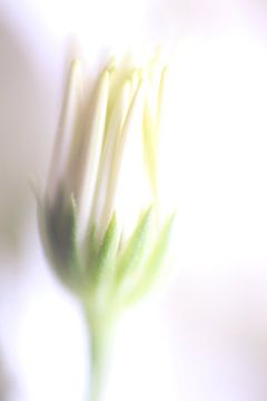 whit Flower van Augenblicke im Bild