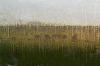 Koeien in de mist