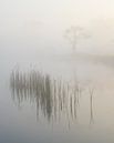 Morgenstond van Raoul Baart thumbnail