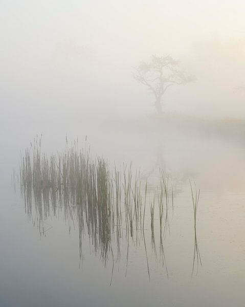 Morgenstond van Raoul Baart