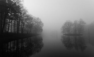Woodland shrouded in fog