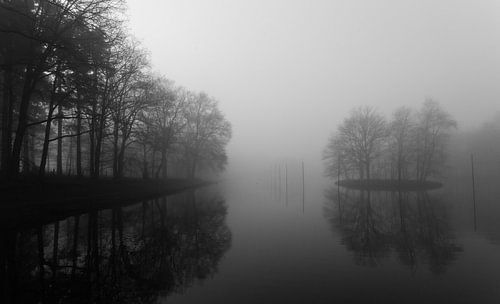 forêt enveloppé dans le brouillard.