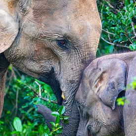 Aziatische olifant met kalf in Sri Lanka van Julie Brunsting