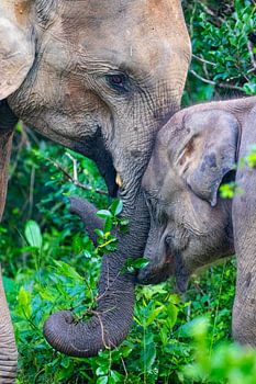 Asiatischer Elefant mit Kalb in Sri Lanka