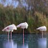 Roze flamingo's (Phoenicopterus roseus) van Dirk Rüter