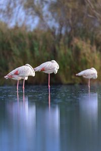 Rosaflamingos (Phoenicopterus roseus)