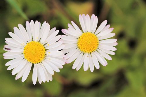 2 madeliefjes in de natuur
