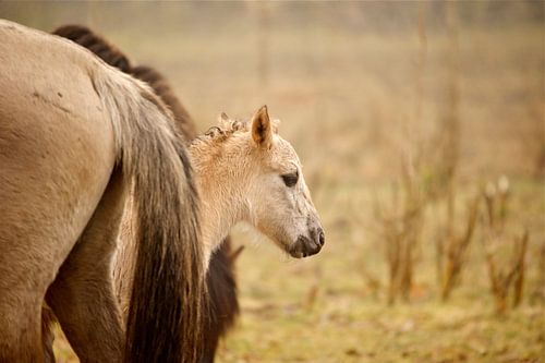 Veulen van het przewalskipaard