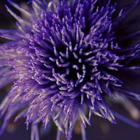 de distel 6